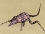 Crabbie.jpg