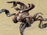 Droser.jpg