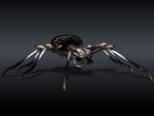 Hunting spider.jpg