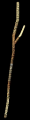 Two Worlds - Large Wooden Stave (ITW).png